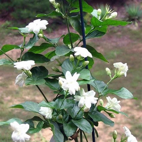 Jasmin Von Arabien (Jasminum Sambac), Mit Duftenden Weißen Blüten